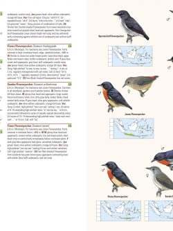 Birds of the Indonesian Archipelago sample page